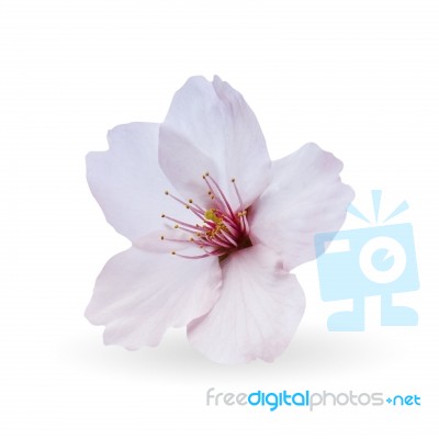 Cherry Blossom, Sakura Flowers Isolated On White Background Stock Photo