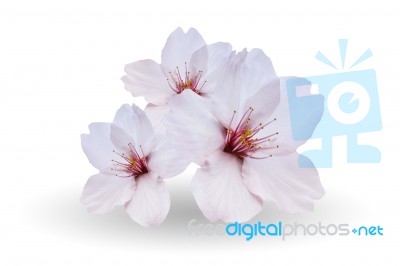 Cherry Blossom, Sakura Flowers Isolated On White Background Stock Photo