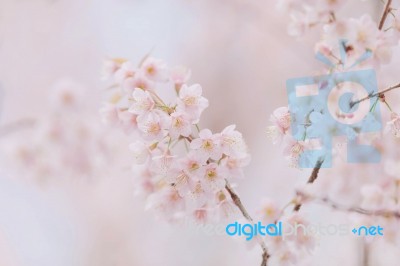 Cherry Blossom Sakura Flowers With Pink Background Stock Photo