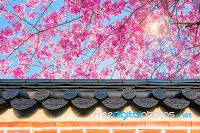 Cherry Blossom With Roof Of Temple In Spring Stock Photo