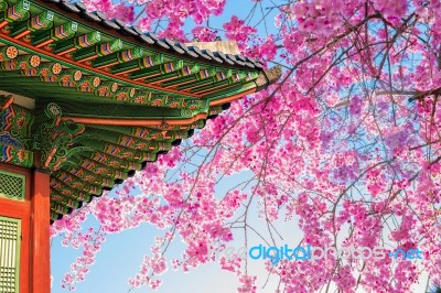 Cherry Blossom With Roof Of Temple In Spring Stock Photo