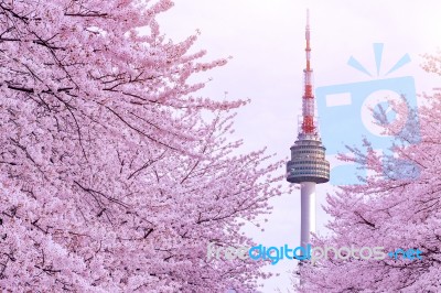 Cherry Blossom With Seoul Tower Stock Photo