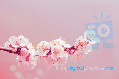 Cherry Blossom With Soft Focus, Sakura Season Background Stock Photo