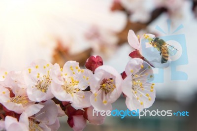 Cherry Blossom With Soft Focus, Sakura Season Background Stock Photo