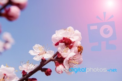 Cherry Blossom With Soft Focus, Sakura Season Background Stock Photo