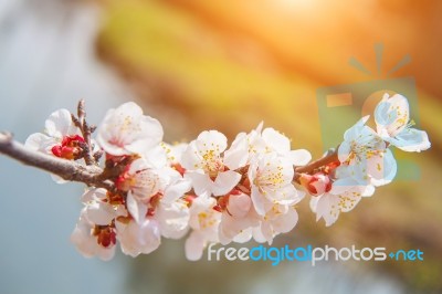 Cherry Blossom With Soft Focus, Sakura Season Background Stock Photo