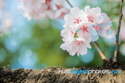 Cherry Blossom With Soft Focus, Sakura Season Background Stock Photo