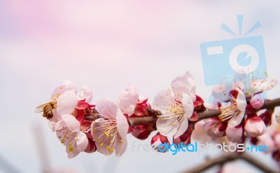 Cherry Blossom With Soft Focus, Sakura Season Background Stock Photo