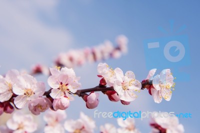 Cherry Blossom With Soft Focus, Sakura Season Background Stock Photo