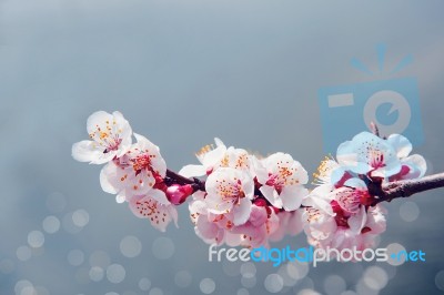 Cherry Blossom With Soft Focus, Sakura Season Background Stock Photo