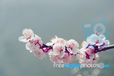 Cherry Blossom With Soft Focus, Sakura Season Background Stock Photo