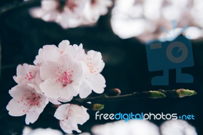 Cherry Blossom With Soft Focus, Sakura Season Background Stock Photo