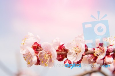 Cherry Blossom With Soft Focus, Sakura Season Background Stock Photo