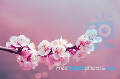 Cherry Blossom With Soft Focus, Sakura Season Background Stock Photo