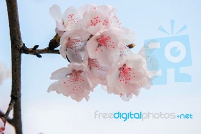 Cherry Blossom With Soft Focus, Sakura Season Background Stock Photo