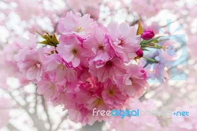 Cherry Blossom With Soft Focus, Sakura Season Background Stock Photo