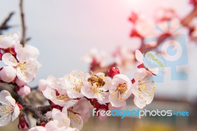 Cherry Blossom With Soft Focus, Sakura Season Background Stock Photo