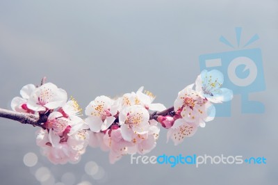 Cherry Blossom With Soft Focus, Sakura Season Background Stock Photo