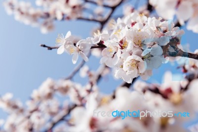 Cherry Blossom With Soft Focus, Sakura Season Background Stock Photo