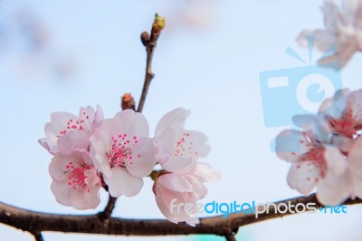 Cherry Blossom With Soft Focus, Sakura Season Background Stock Photo