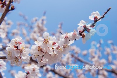 Cherry Blossom With Soft Focus, Sakura Season Background Stock Photo