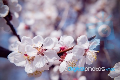 Cherry Blossom With Soft Focus, Sakura Season Background Stock Photo