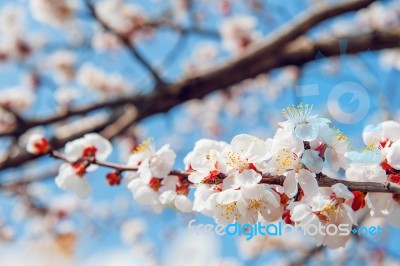 Cherry Blossom With Soft Focus, Sakura Season Background Stock Photo