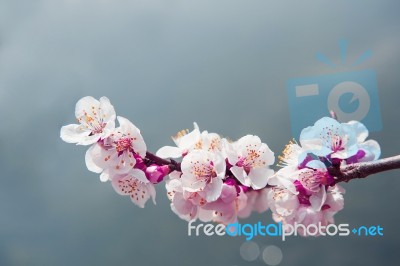 Cherry Blossom With Soft Focus, Sakura Season Background In Spring Stock Photo