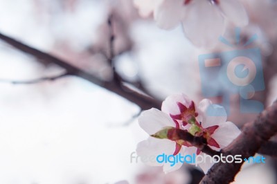 Cherry Blossom With Soft Focus, Sakura Season Background In Spring Stock Photo