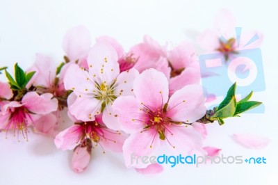 Cherry Blossom With Soft Focus, Sakura Season Background In Spring Stock Photo