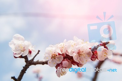 Cherry Blossom With Soft Focus, Sakura Season Background In Spring Stock Photo