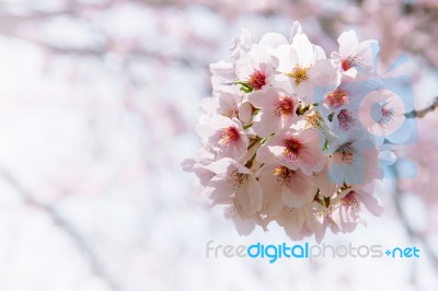 Cherry Blossom With Soft Focus, Sakura Season Background In Spring Stock Photo