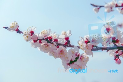 Cherry Blossom With Soft Focus, Sakura Season Background In Spring Stock Photo