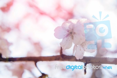 Cherry Blossom With Soft Focus, Sakura Season Background In Spring Stock Photo