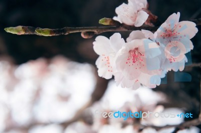 Cherry Blossom With Soft Focus, Sakura Season Background In Spring Stock Photo