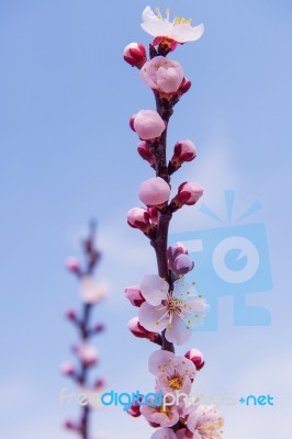 Cherry Blossom With Soft Focus, Sakura Season Background In Spring Stock Photo