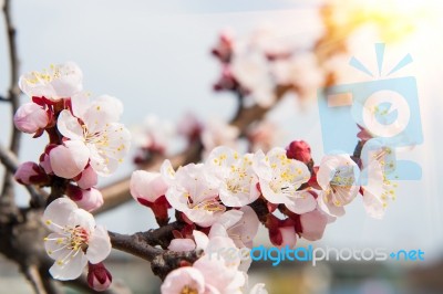 Cherry Blossom With Soft Focus, Sakura Season Background In Spring Stock Photo