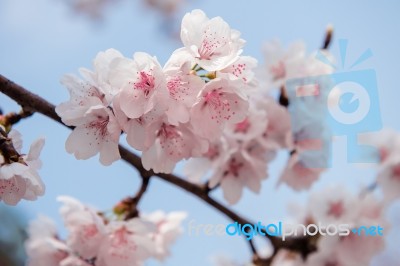 Cherry Blossom With Soft Focus, Sakura Season Background In Spring Stock Photo