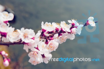 Cherry Blossom With Soft Focus, Sakura Season Background In Spring Stock Photo