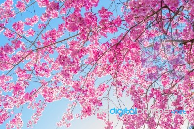 Cherry Blossom With Soft Focus, Sakura Season Background In Spring Stock Photo