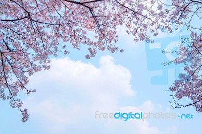 Cherry Blossom With Soft Focus, Sakura Season Background In Spring Stock Photo