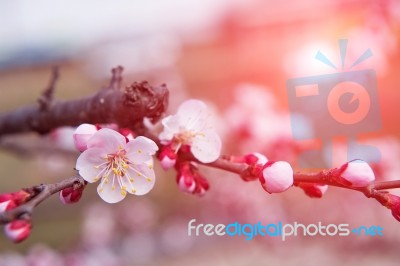 Cherry Blossom With Soft Focus, Sakura Season Background In Spring Stock Photo