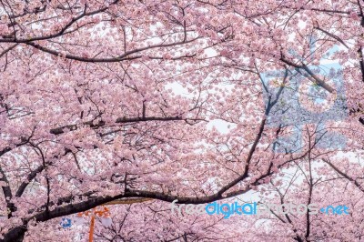 Cherry Blossom With Soft Focus, Sakura Season In Korea,background Stock Photo