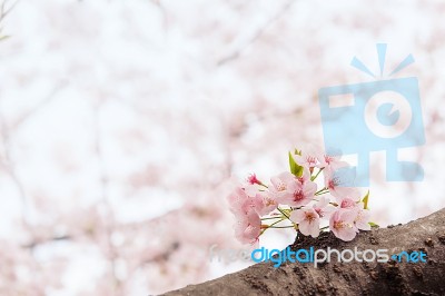 Cherry Blossom With Soft Focus, Sakura Season In Korea,background Stock Photo