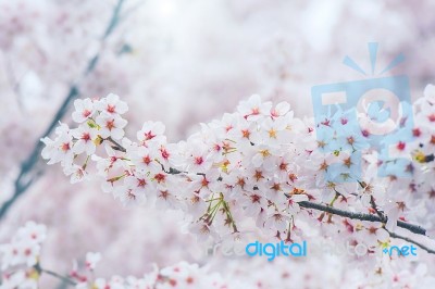 Cherry Blossom With Soft Focus, Sakura Season In Korea,background Stock Photo