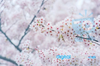 Cherry Blossom With Soft Focus, Sakura Season In Korea,background Stock Photo