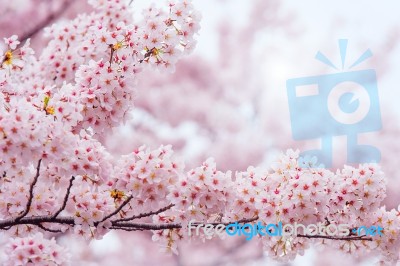 Cherry Blossom With Soft Focus, Sakura Season In Korea,background Stock Photo