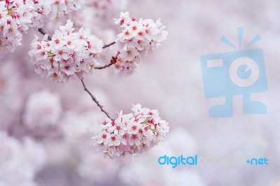 Cherry Blossom With Soft Focus, Sakura Season In Korea,background Stock Photo