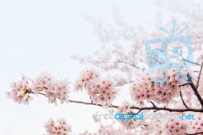 Cherry Blossom With Soft Focus, Sakura Season In Korea,background Stock Photo