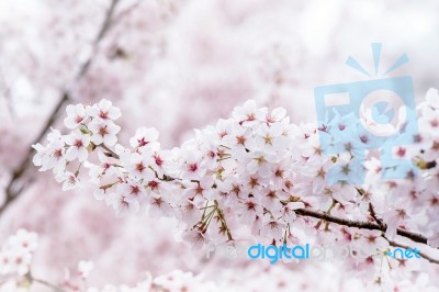 Cherry Blossom With Soft Focus, Sakura Season In Korea,background Stock Photo